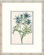 Bonelli's Blue Botanicals III