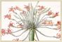 Amaryllis de Josephine Grande  1813 Redoute