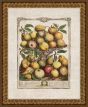 Twelve Months of Fruit : February Henry Fletcher. 1732