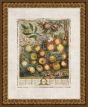 Twelve Months of Fruit : May Henry Fletcher. 1732