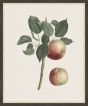 Apple with Leaf, Redoute