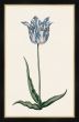 Study of a Blue Tulip II Petite