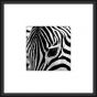 Zebra III