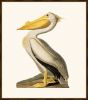 Audubon's White Pelican 