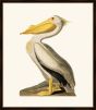 Audubon's White Pelican II
