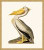 Audubon's White Pelican in Gold
