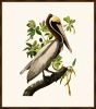 Audubon's Brown Pelican I