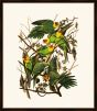 Audubon's Carolina Parrot II