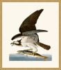 Audubon's Fish Hawk or Osprey in Gold