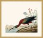 Audubon's Glossy Ibis in Gold
