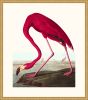 Audubon's American Flamingo in Gold