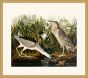 Audubon's Night Heron in Gold