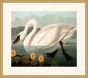 Audubon's American Swan in Gold