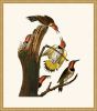 Audubon's Gold-Winged Woodpecker in Gold