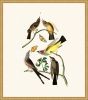 Audubon's Flycatchers in Gold