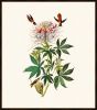 Audubon's Ruff-Necked Hummingbird
