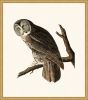 Audubon's Great Cinerous Owl in Gold