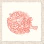 Blowfish in Peachy Pink