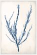 Bradbury Sea Grass IV Blue
