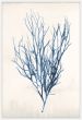 Bradbury Sea Grass VI Blue