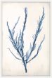 Bradbury Sea Grass IV Blue Petite