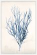 Bradbury Sea Grass VI Blue Petite