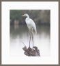 White Egret Perched 