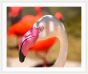 Flamingo - Tropical Beauty