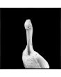 White Pelican in the Dark