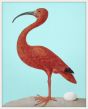 Red Scarlet Ibis with Teal