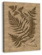 Buckler Ferns on Antique Linen (canvas)
