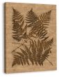 Polyposis Ferns on Antique Linen (Canvas)