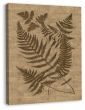 Buckler Ferns on Antique linen(canvas)