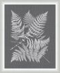 Polypodies Ferns on Gray Linen