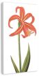 Tiger Lily II Canvas