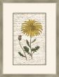 Yellow Flower with Writing I