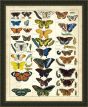 Butterfly Chart I