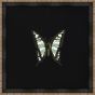 Butterflies on Black IV