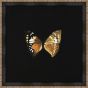 Butterflies on Black VI